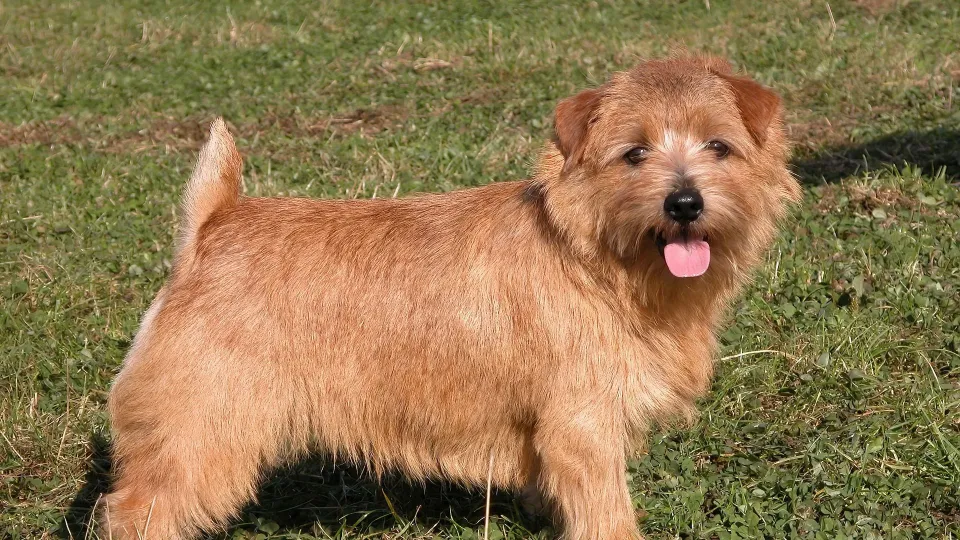 Norfolk Terrier